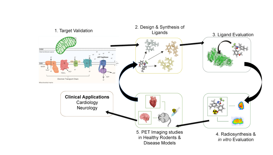 mitochondrial dysfunction